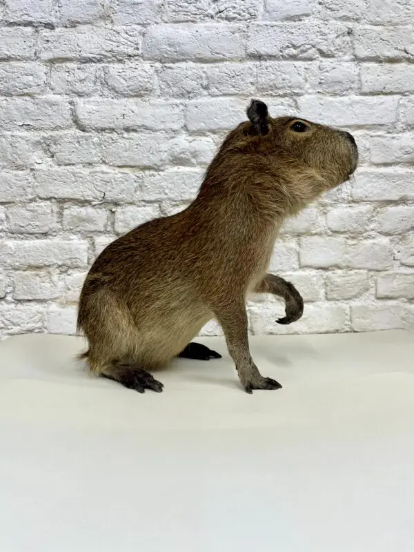 Capibara (Hydrochoerus hydrochaeris)