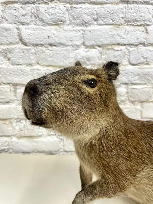 Capibara (Hydrochoerus hydrochaeris)
