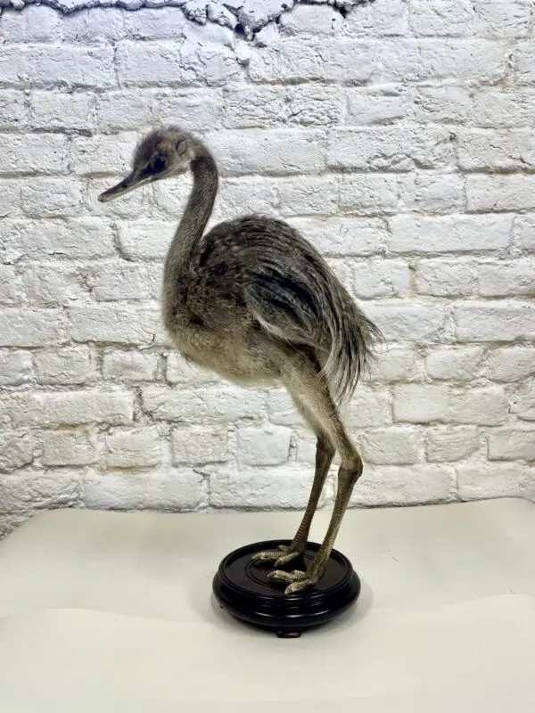 Nando kuiken (Rhea americana)