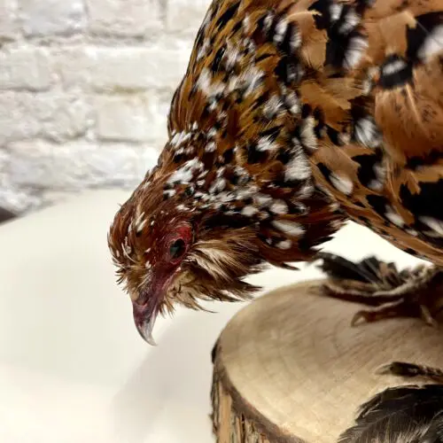Sabelpoot hen (Gallus gallus domesticus)