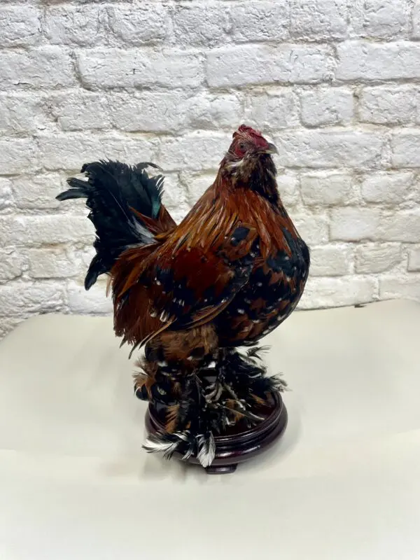 Sabelpoot haan (Gallus gallus domesticus)