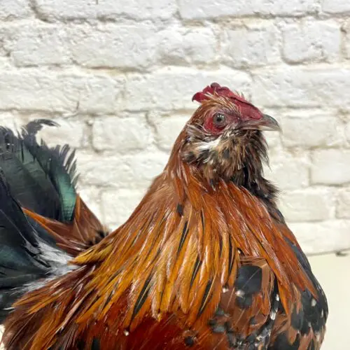 Sabelpoot haan (Gallus gallus domesticus)