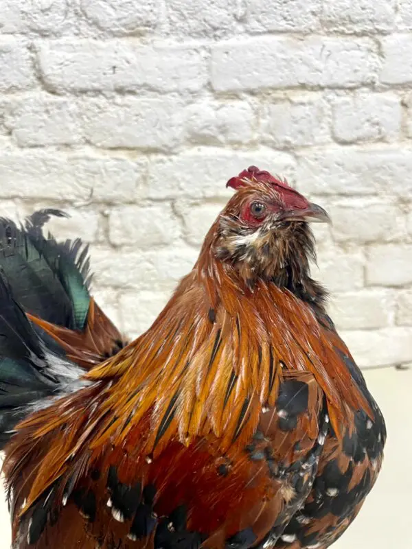 Sabelpoot haan (Gallus gallus domesticus)