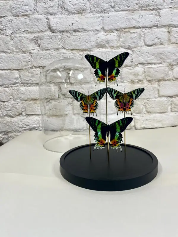 Madagaskar zonsondergangvlinder stolp (Chrysiridia rhipheus)