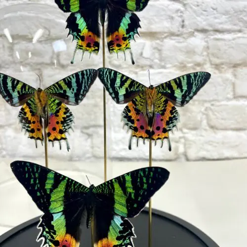 Madagaskar zonsondergangvlinder stolp (Chrysiridia rhipheus)