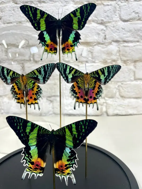 Madagaskar zonsondergangvlinder stolp (Chrysiridia rhipheus)