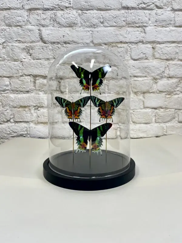 Madagaskar zonsondergangvlinder stolp (Chrysiridia rhipheus)