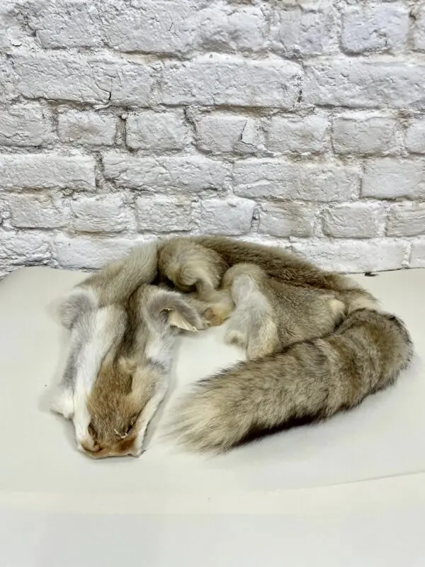 Kaapse vos (Vulpes chama)