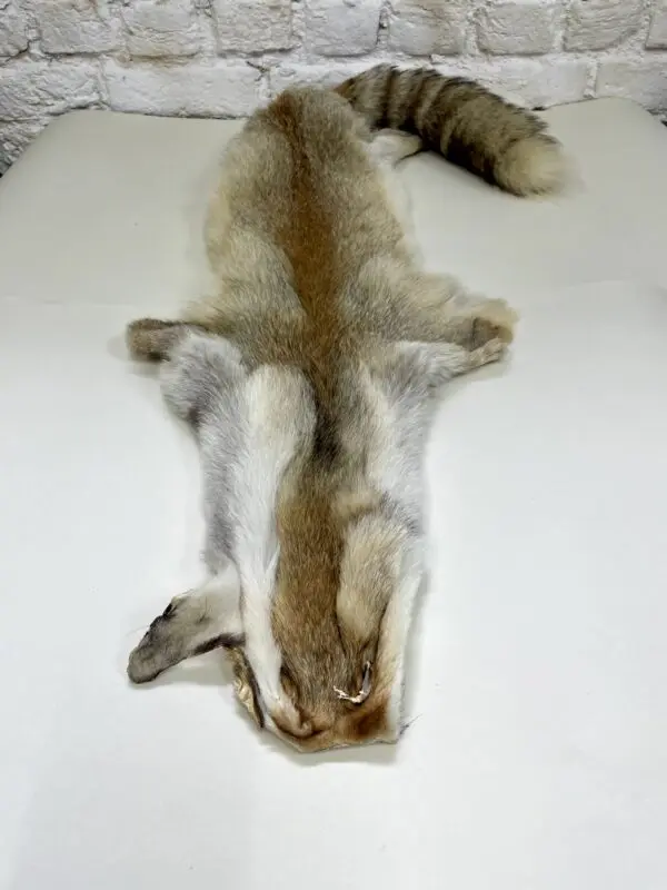 Kaapse vos (Vulpes chama)