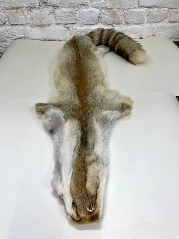 Kaapse vos (Vulpes chama)
