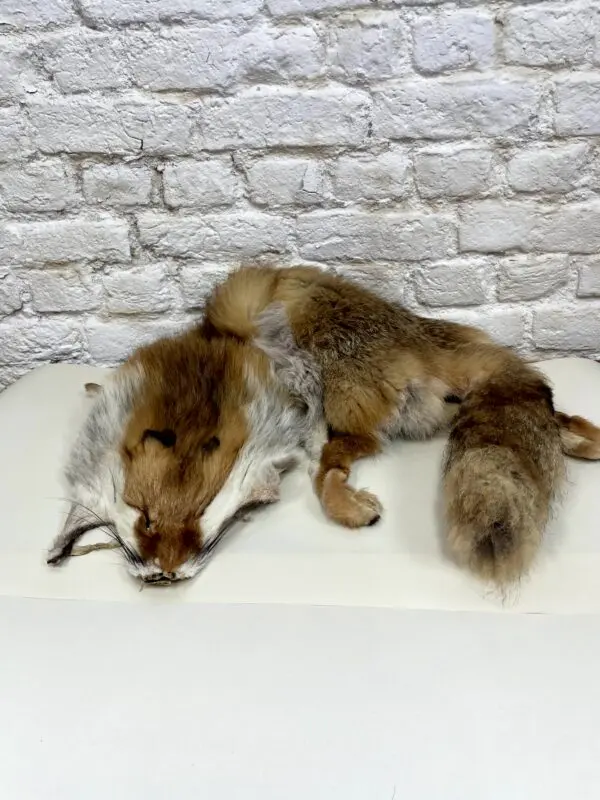Europese vos (Vulpes vulpes)