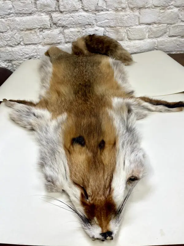 Europese vos (Vulpes vulpes)