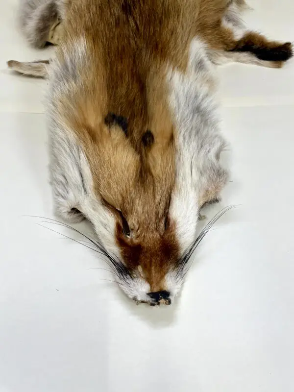 Europese vos (Vulpes vulpes)