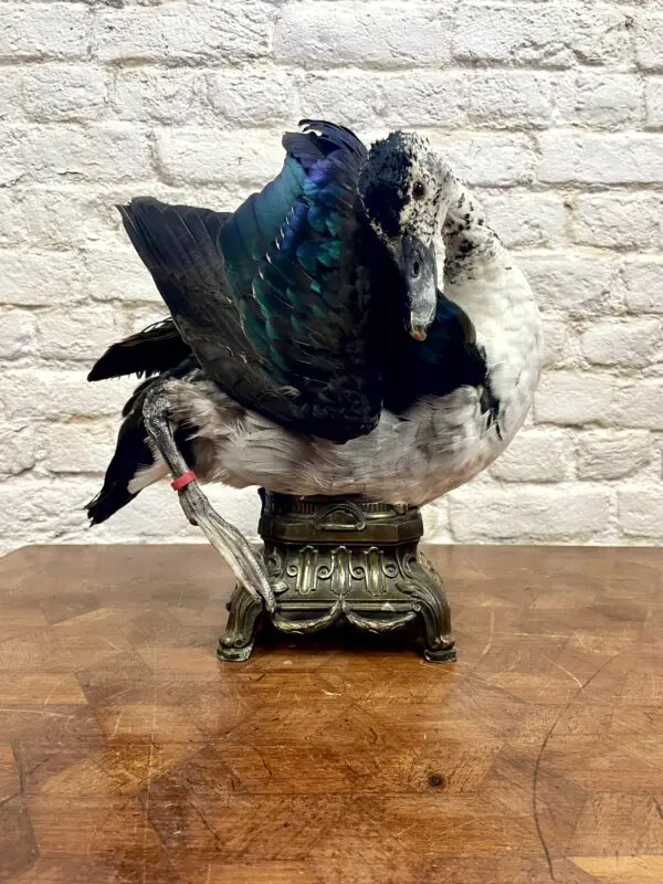 Caeruleus Sarkidiornis