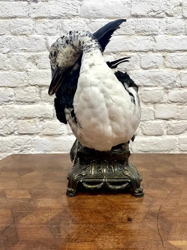 Caeruleus Sarkidiornis