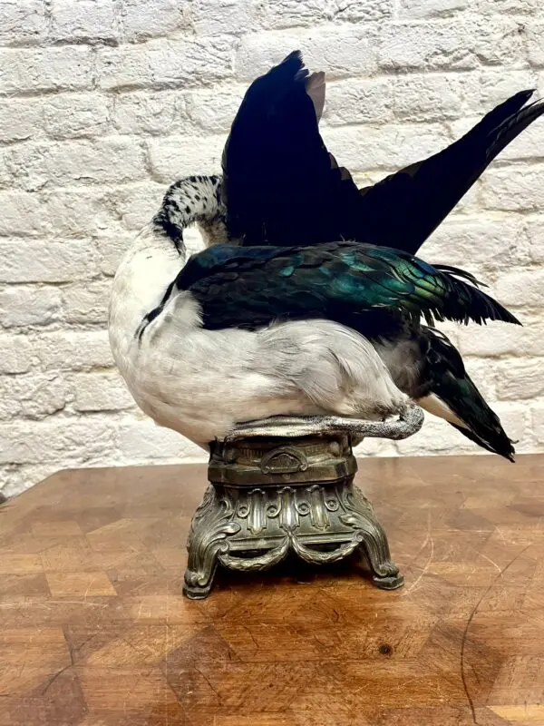 Caeruleus Sarkidiornis