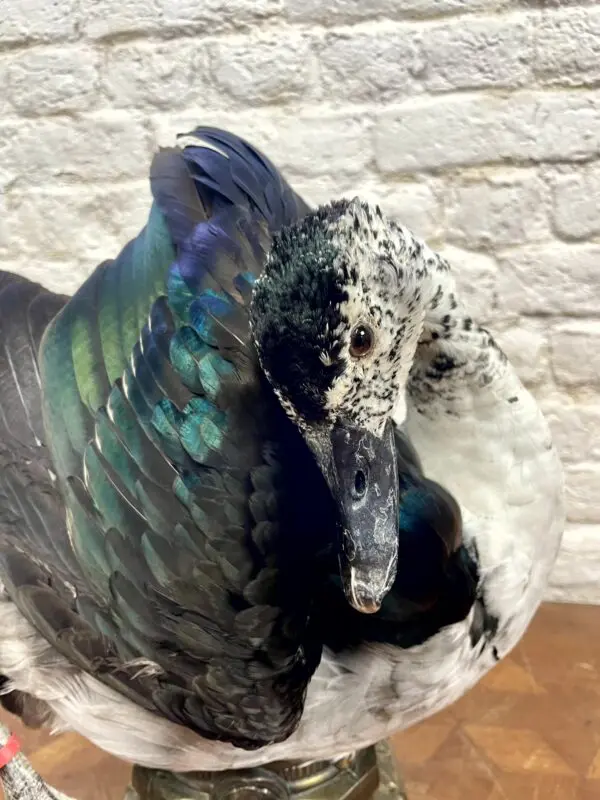 Caeruleus Sarkidiornis