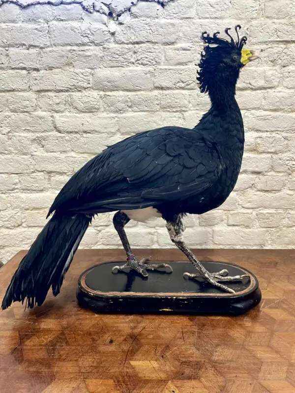 Maskerhokko (Crax fasciolata)