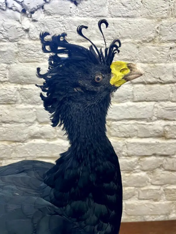 Maskerhokko (Crax fasciolata)