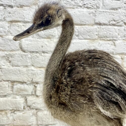 Nando kuiken (Rhea americana)
