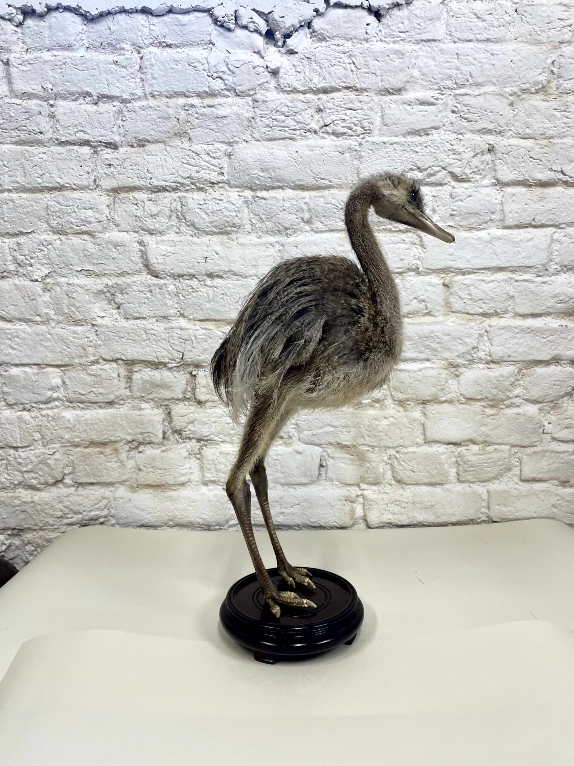 Nando kuiken (Rhea americana)